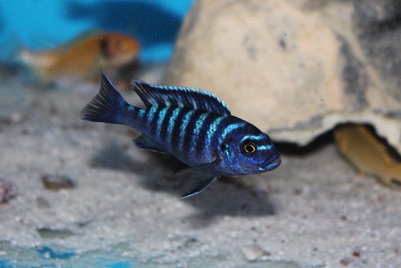 Maylandia sp. 'dolphin' Manda